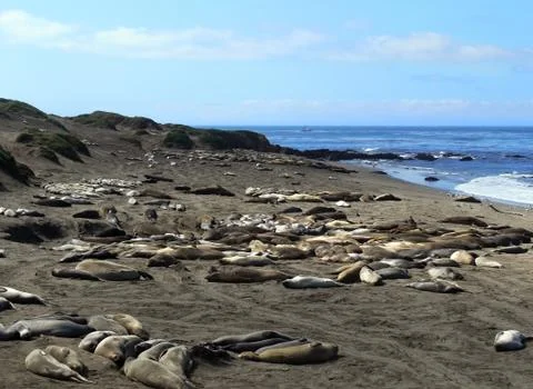 Elephant seals 2 Foto stock