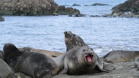 Elephant seals on the beach in Antarctica Stock Footage 171369079