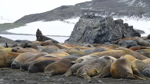 Elephant seals on the beach in Antarctica Stock Footage 171964192