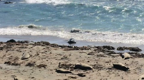 Elephant Seals On The Beach In Central CA Stock Footage 60694799