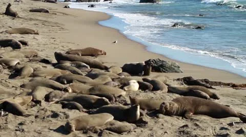 Elephant Seals on beach Stock Footage 21359685