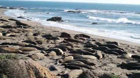 Elephant Seals on the beach Stock Footage 21359692