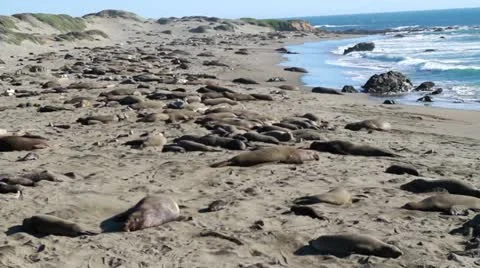 Elephant Seals on beach Stock Footage 21359695