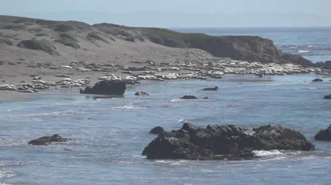 Elephant Seals on beach Stock Footage 22634608