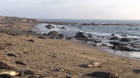 Elephant Seals on the Beach Stock-Footage 47379223