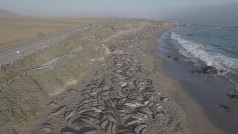 Elephant seals beach Video stock 78070802