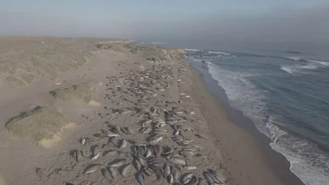 Elephant seals beach Stock Footage