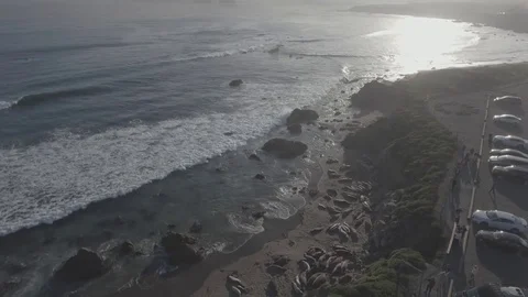 Elephant seals beach Video stock 78207386