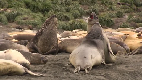 Elephant seals on beach 스톡 동영상 83664416