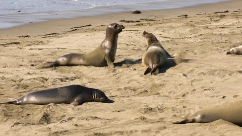 Elephant seals on the beach Stock Footage 220411382