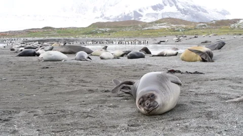 Elephant seals on the beach in the South Georgia time laps Stock Footage 242574155