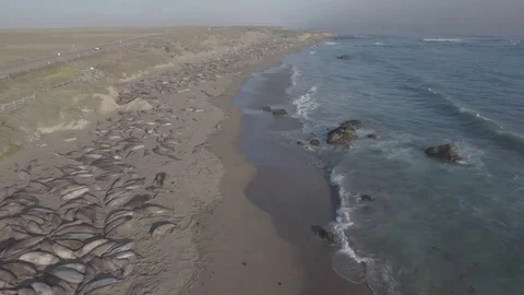 Elephant seals beach USA Stock Footage