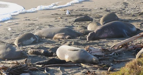 Elephant Seals At Big Sur CA Stock Footage 88596766
