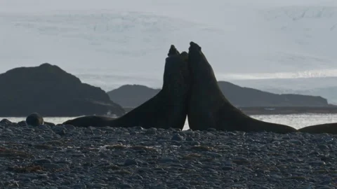 Elephant seals biting during territorial fight Stock-Footage 343122643