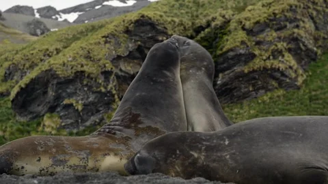 Elephant Seals Bonding on Antarctic Beach Telephoto Lens 4k Footage Stock Footage 338259056