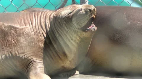 Elephant Seals Challenging Stock Footage 8995846
