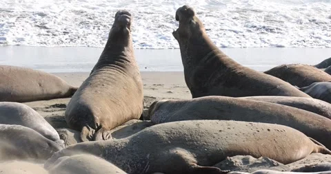 Elephant Seals Challenging Stock Footage 157411460