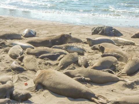 Elephant seals colony Stock Photos