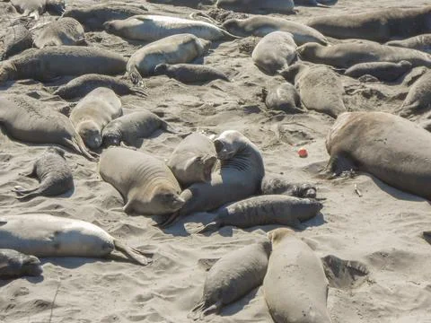 Elephant seals colony Stock Photos