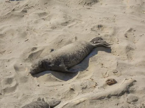 Elephant seals colony Stock Photos