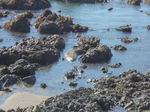Elephant seals colony Stock Photos