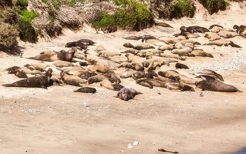 Elephant Seals Congregate on Sandy Beach Shoreline During Daytime Stock Photos