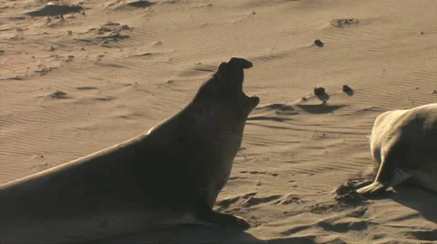 Elephant Seals Fighting on beach 스톡 동영상 37586519