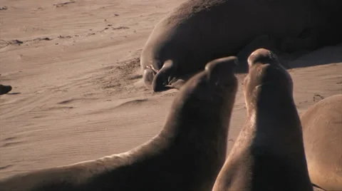 Elephant Seals Fighting 스톡 동영상 37586201