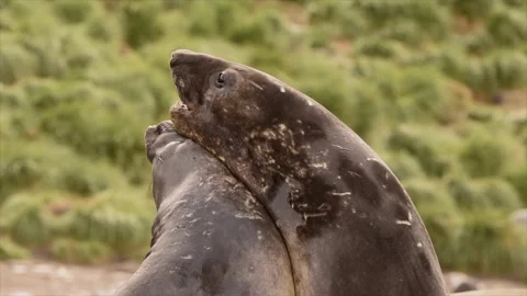 Elephant seals fighting for mating rights and dominance, in Antarctica coast Stock-Footage 291621855