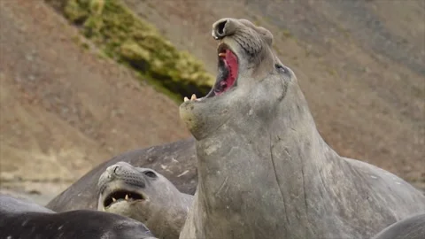 Elephant seals fighting for mating rights and dominance, in Antarctica coast Stock Footage 291621862