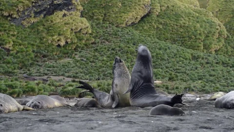 Elephant seals fighting for mating rights and dominance, in Antarctica coast Stock Footage 291621932