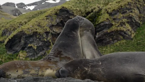 Elephant seals fighting for mating rights and dominance, in Antarctica coast Stock Footage 291622274