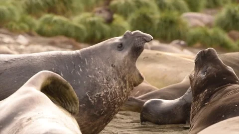 Elephant seals fighting for mating rights and dominance, in Antarctica coast Stock Footage 297532048
