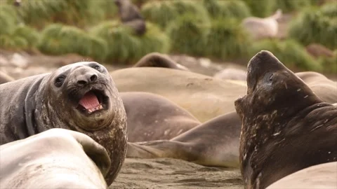 Elephant seals fighting for mating rights and dominance, in Antarctica coast 動画素材 297532107