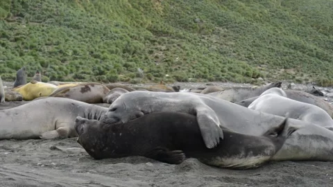 Elephant seals fighting for mating rights and dominance, in Antarctica coast Video stock 297532126