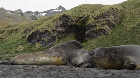Elephant seals fighting for mating rights and dominance, in Antarctica coast Видео 297532133