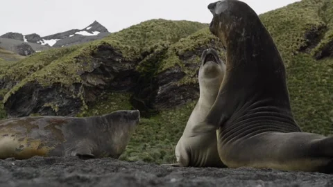 Elephant seals fighting for mating rights and dominance, in Antarctica coast Vídeo Stock 297532143