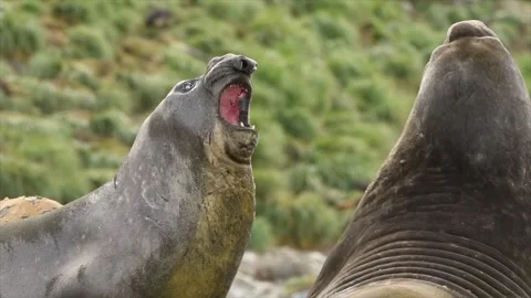 Elephant seals fighting for mating rights and dominance, in Antarctica coast Stock-Footage 297532149