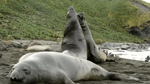 Elephant seals fighting for mating rights and dominance, in Antarctica coast 库存影片 297532161
