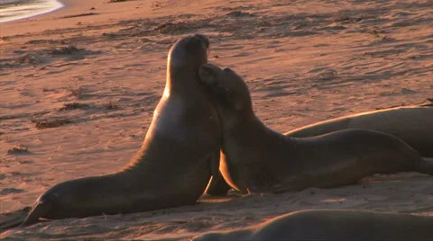 Elephant Seals fighting at sunset 스톡 동영상 37586083