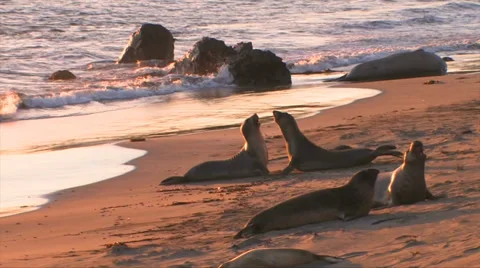 Elephant seals fighting at sunset 스톡 동영상 37586641