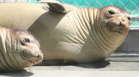 Elephant Seals Stock Footage 8991646
