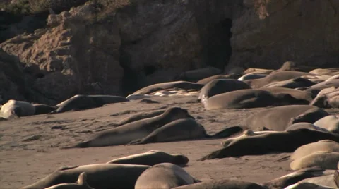 Elephant seals 스톡 동영상 37586141