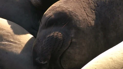 Elephant seals 스톡 동영상 37586327