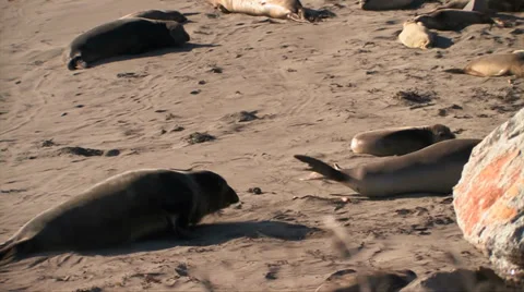 Elephant seals Stock-Footage 37586444