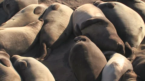 Elephant seals 스톡 동영상 37586630