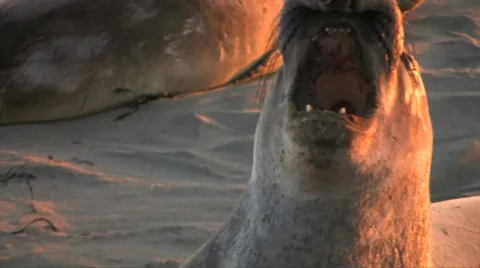 Elephant seals 스톡 동영상 37586766