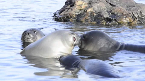 Elephant Seals Stock Footage 54491996