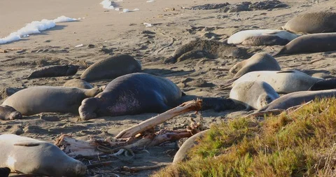 Elephant Seals Stock Footage 88597553