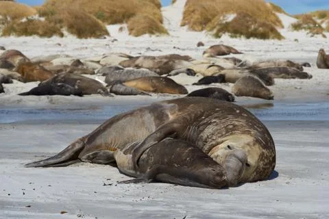 Elephant Seals Mating Foto stock